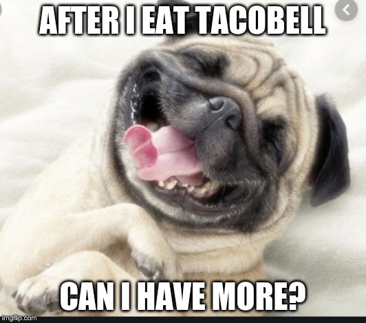 taco pug - Imgflip