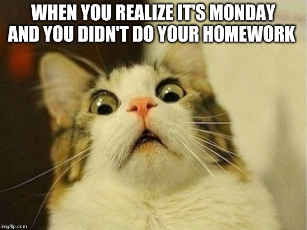 Scared Cat Meme | WHEN YOU REALIZE IT'S MONDAY AND YOU DIDN'T DO YOUR HOMEWORK | image tagged in memes,scared cat | made w/ Imgflip meme maker