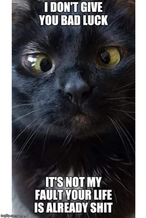 Derpy Bad Luck Cat | image tagged in halloween,cross eyes,derp,derpy,cat,black cat | made w/ Imgflip meme maker
