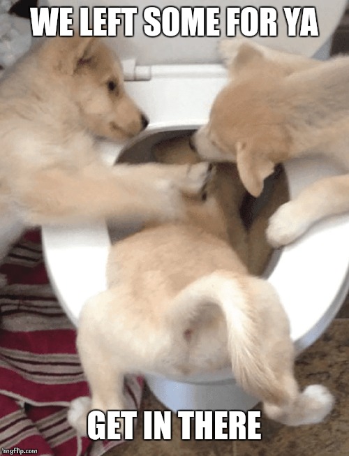 DRINK IT ALL | WE LEFT SOME FOR YA; GET IN THERE | image tagged in dogs,doge,puppy | made w/ Imgflip meme maker
