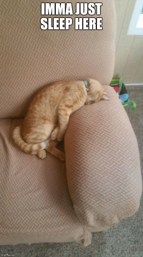 PASSED OUT | IMMA JUST SLEEP HERE | image tagged in cats,cat,funny | made w/ Imgflip meme maker
