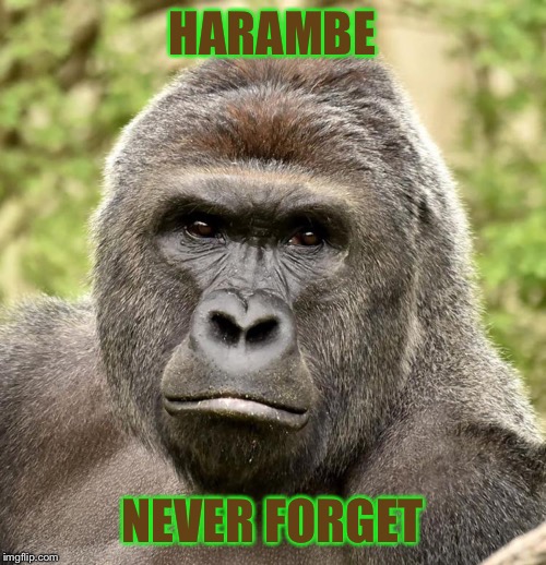 Har | HARAMBE NEVER FORGET | image tagged in har | made w/ Imgflip meme maker