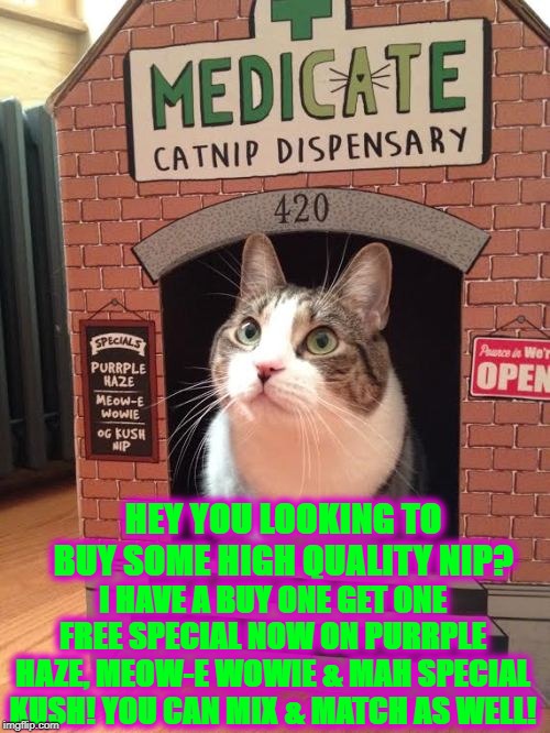 CAT NIP DEALER | HEY YOU LOOKING TO BUY SOME HIGH QUALITY NIP? I HAVE A BUY ONE GET ONE FREE SPECIAL NOW ON PURRPLE HAZE, MEOW-E WOWIE & MAH SPECIAL KUSH! YOU CAN MIX & MATCH AS WELL! | image tagged in cat nip dealer | made w/ Imgflip meme maker