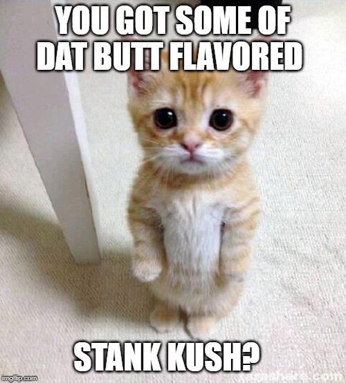 Cute Cat Meme | YOU GOT SOME OF DAT BUTT FLAVORED STANK KUSH? | image tagged in memes,cute cat | made w/ Imgflip meme maker