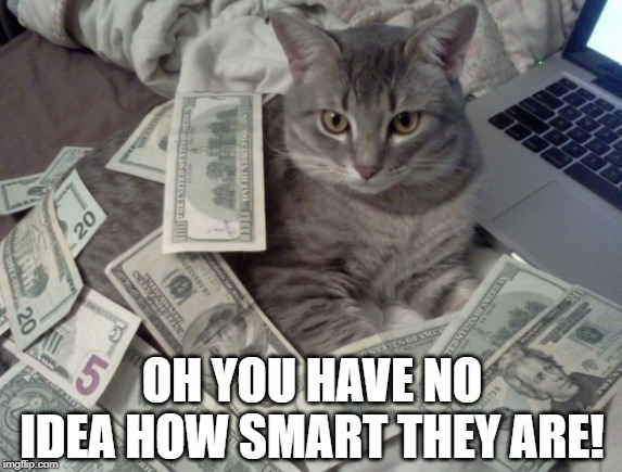 cat money | OH YOU HAVE NO IDEA HOW SMART THEY ARE! | image tagged in cat money | made w/ Imgflip meme maker