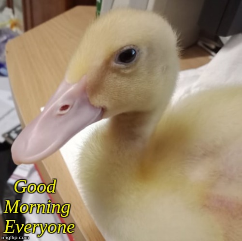 Good Morning Everyone | Good 
Morning
Everyone | image tagged in memes,ducklings,good morning | made w/ Imgflip meme maker