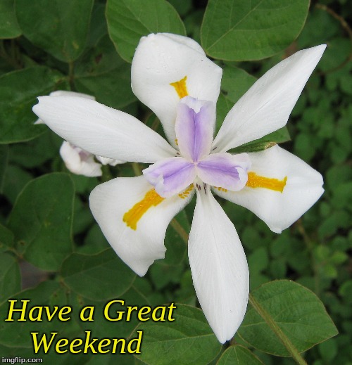 Have a Great weekend | Have a Great
   Weekend | image tagged in memes,flowers,good morning,good morning flowers,weekend | made w/ Imgflip meme maker