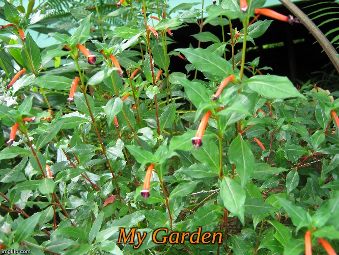 My Garden | My Garden | image tagged in memes,garden,flowers | made w/ Imgflip meme maker
