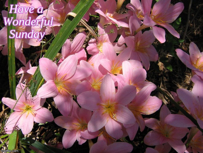 Have a Wonderful Sunday | Have a 
Wonderful 
  Sunday | image tagged in memes,sunday,flowers | made w/ Imgflip meme maker