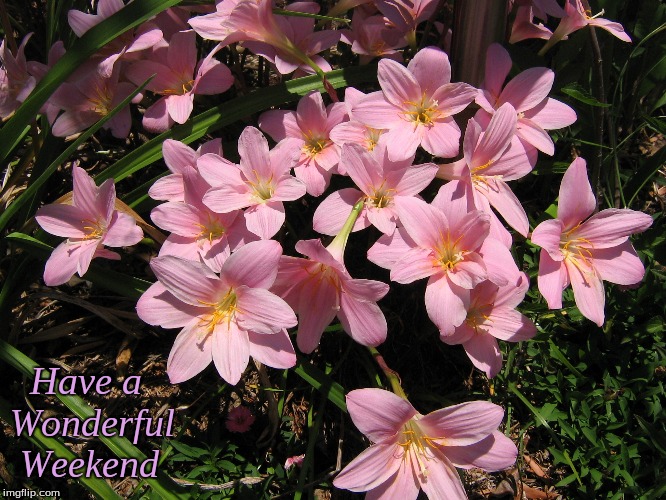 Have a Wonderful Weekend | Have a 
Wonderful
 Weekend | image tagged in memes,flowers,weekend | made w/ Imgflip meme maker