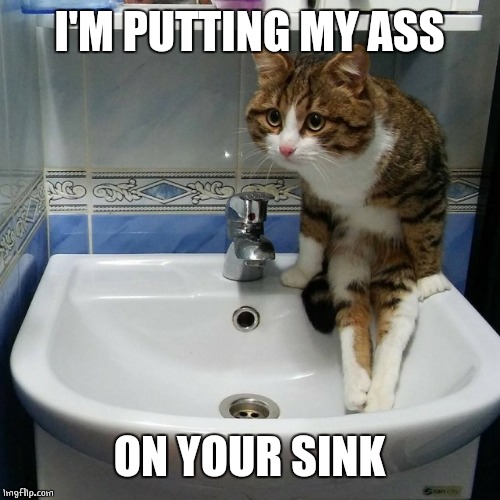 HOW DO YOU LIKE THAT? | I'M PUTTING MY ASS; ON YOUR SINK | image tagged in cats,funny,cat | made w/ Imgflip meme maker