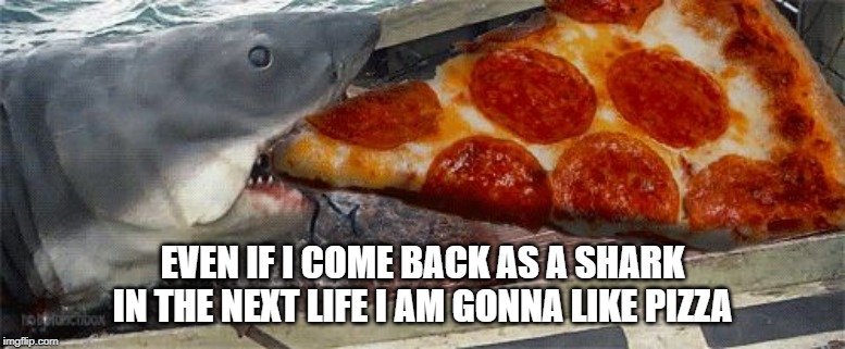 Pizza shark | EVEN IF I COME BACK AS A SHARK IN THE NEXT LIFE I AM GONNA LIKE PIZZA | image tagged in pizza shark | made w/ Imgflip meme maker