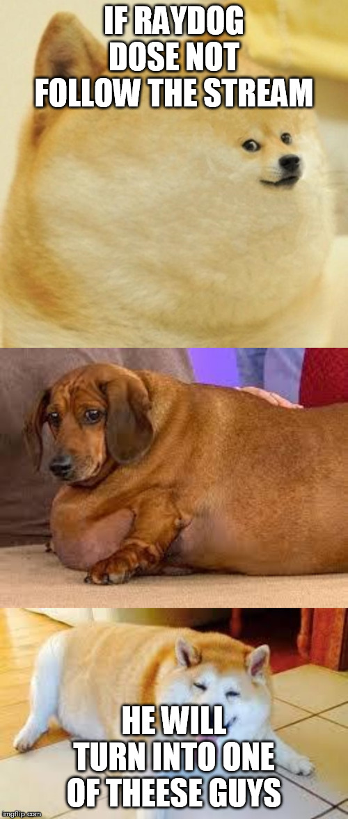 raydogs dimise | IF RAYDOG DOSE NOT FOLLOW THE STREAM; HE WILL TURN INTO ONE OF THEESE GUYS | image tagged in fat dog,thicc doggo,fat doge wow,better follow,funny,fat | made w/ Imgflip meme maker