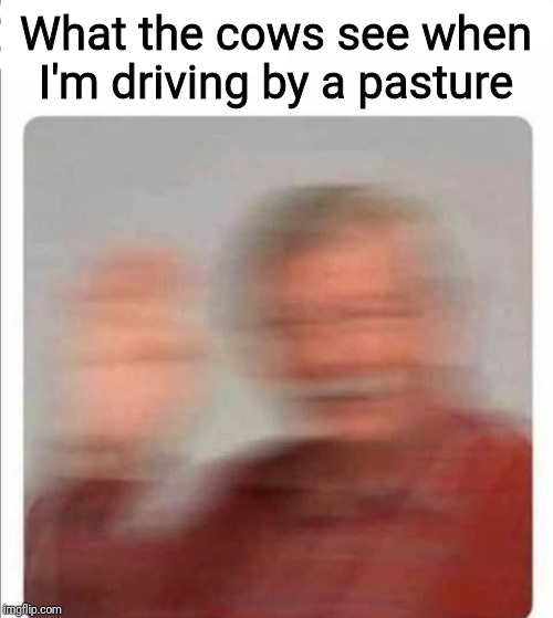 What the cows see when I'm driving by a pasture | image tagged in dumb meme weekend | made w/ Imgflip meme maker