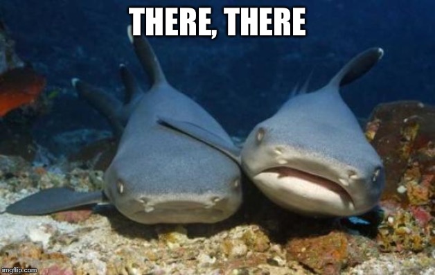 empathetic shark | THERE, THERE | image tagged in empathetic shark | made w/ Imgflip meme maker