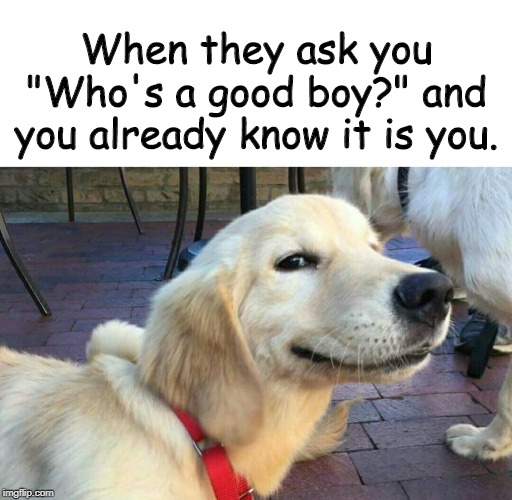 When they ask you "Who's a good boy?" and you already know it is you. | image tagged in dogs | made w/ Imgflip meme maker