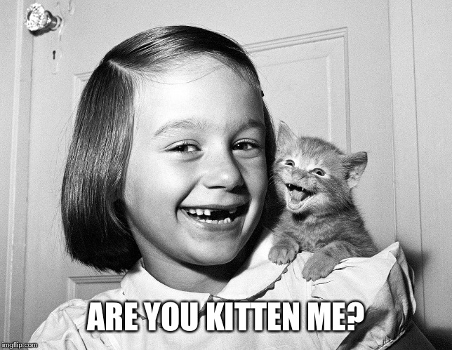 Best Cat Puns | ARE YOU KITTEN ME? | image tagged in best cat puns | made w/ Imgflip meme maker