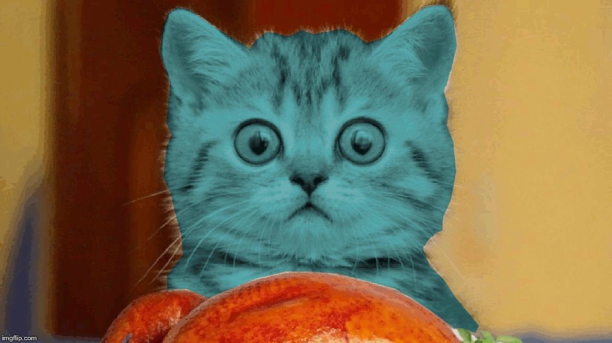 RayCat surprised | image tagged in raycat surprised | made w/ Imgflip meme maker