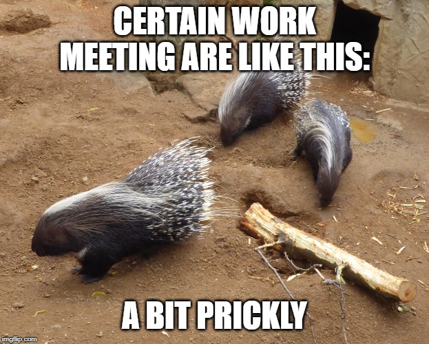 fun | CERTAIN WORK MEETING ARE LIKE THIS:; A BIT PRICKLY | image tagged in funny memes | made w/ Imgflip meme maker