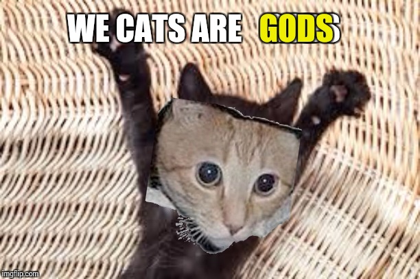All cat fans shall be saved from The up coming war | WE CATS ARE    GODS GODS | image tagged in arms out | made w/ Imgflip meme maker