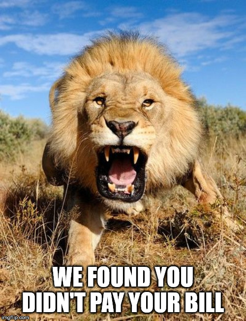 Lion-Fury | WE FOUND YOU DIDN'T PAY YOUR BILL | image tagged in lion-fury | made w/ Imgflip meme maker