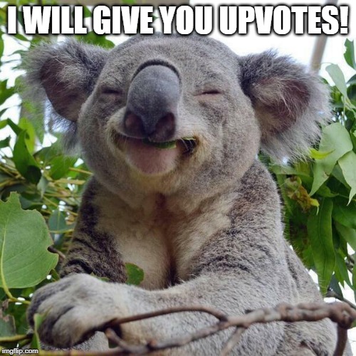 Smiling Koala | I WILL GIVE YOU UPVOTES! | image tagged in smiling koala | made w/ Imgflip meme maker