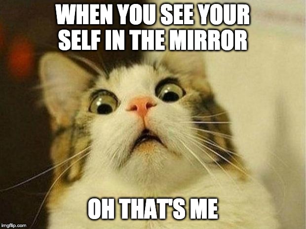 Scared Cat | WHEN YOU SEE YOUR SELF IN THE MIRROR; OH THAT'S ME | image tagged in memes,scared cat | made w/ Imgflip meme maker