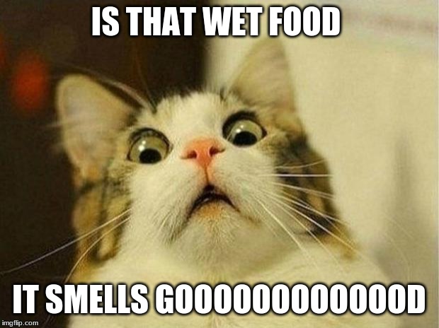 Scared Cat Meme | IS THAT WET FOOD; IT SMELLS GOOOOOOOOOOOOD | image tagged in memes,scared cat | made w/ Imgflip meme maker