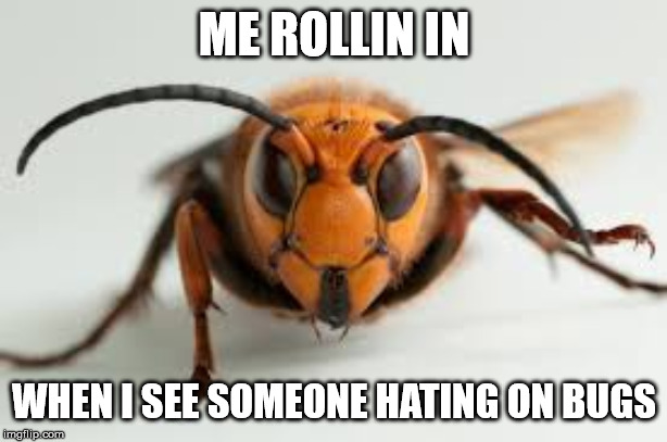 wasp | ME ROLLIN IN WHEN I SEE SOMEONE HATING ON BUGS | image tagged in wasp | made w/ Imgflip meme maker