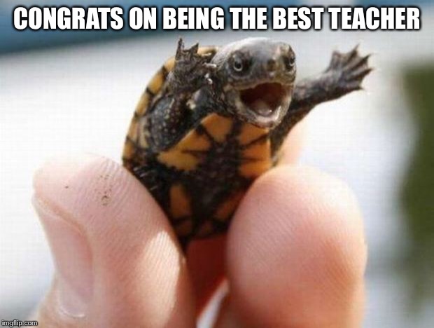 happy baby turtle | CONGRATS ON BEING THE BEST TEACHER | image tagged in happy baby turtle | made w/ Imgflip meme maker