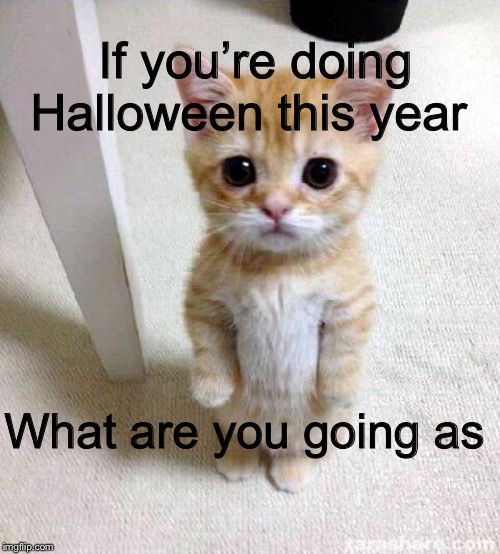 Cute Cat | If you’re doing Halloween this year; What are you going as | image tagged in memes,cute cat | made w/ Imgflip meme maker