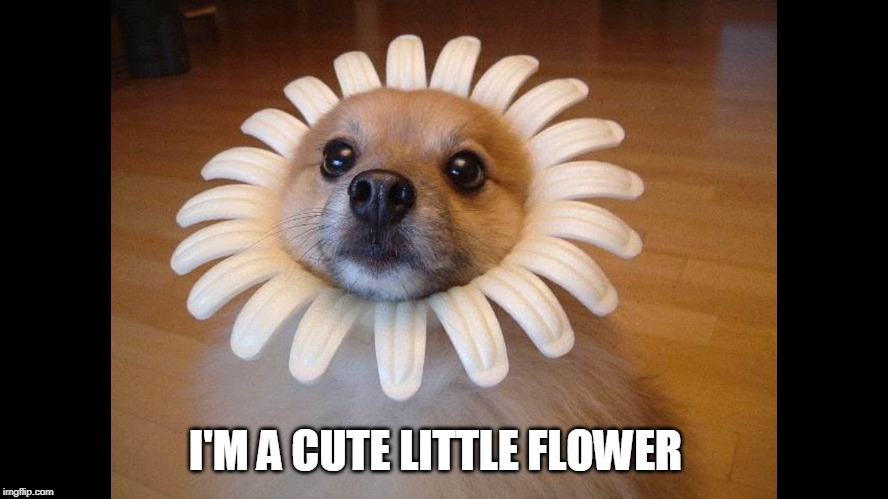 PUPPY FLOWER | I'M A CUTE LITTLE FLOWER | image tagged in dogs,doge | made w/ Imgflip meme maker