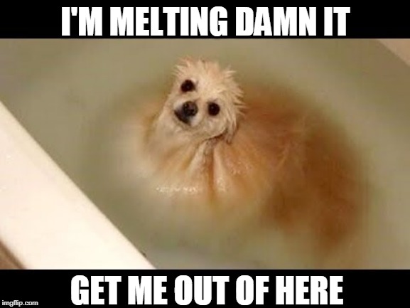 IT'S LIKE COTTON CANDY IN WATER | I'M MELTING DAMN IT; GET ME OUT OF HERE | image tagged in dogs,doge | made w/ Imgflip meme maker