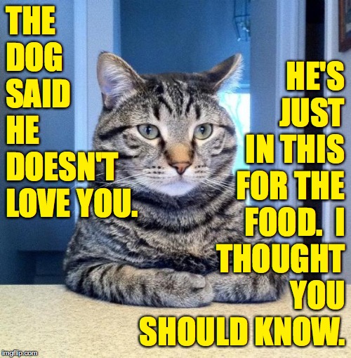 You needed to hear it  ( : | THE DOG SAID HE DOESN'T LOVE YOU. HE'S JUST IN THIS FOR THE; FOOD.  I
THOUGHT YOU
SHOULD KNOW. | image tagged in serious cat,memes,cats,dogs,who do you trust | made w/ Imgflip meme maker