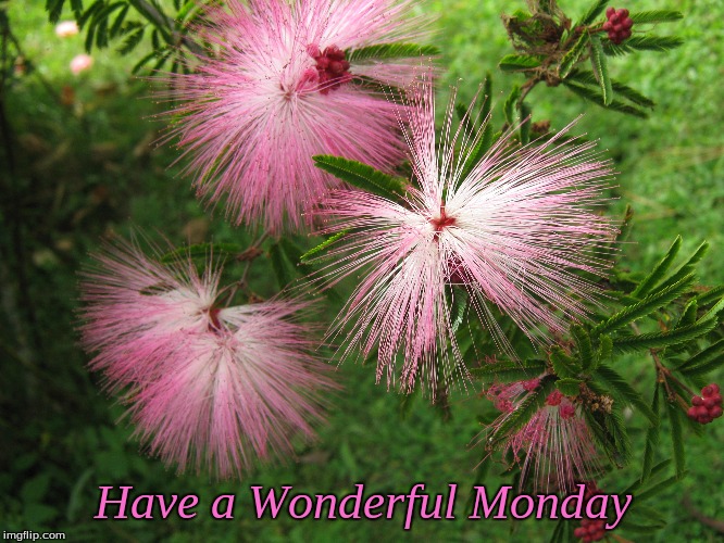 Have a Wonderful Monday | Have a Wonderful Monday | image tagged in memes,monday,flowers | made w/ Imgflip meme maker