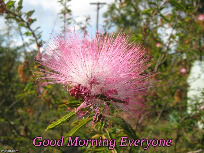Good Morning Everyone | Good Morning Everyone | image tagged in memes,good morning,flowers,good morning flowers | made w/ Imgflip meme maker