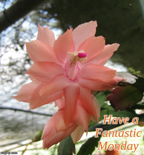 Have a Fantastic Monday | Have a 
Fantastic
Monday | image tagged in memes,flowers,monday | made w/ Imgflip meme maker