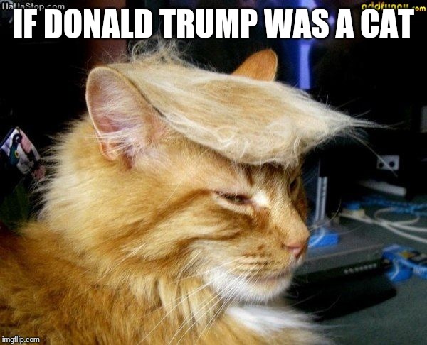 donald trump cat | IF DONALD TRUMP WAS A CAT | image tagged in donald trump cat | made w/ Imgflip meme maker