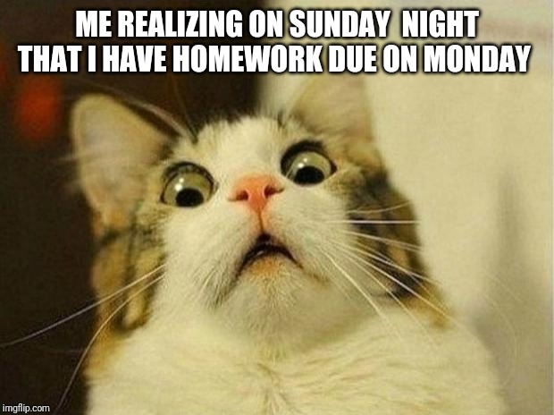 Scared Cat | ME REALIZING ON SUNDAY  NIGHT THAT I HAVE HOMEWORK DUE ON MONDAY | image tagged in memes,scared cat | made w/ Imgflip meme maker