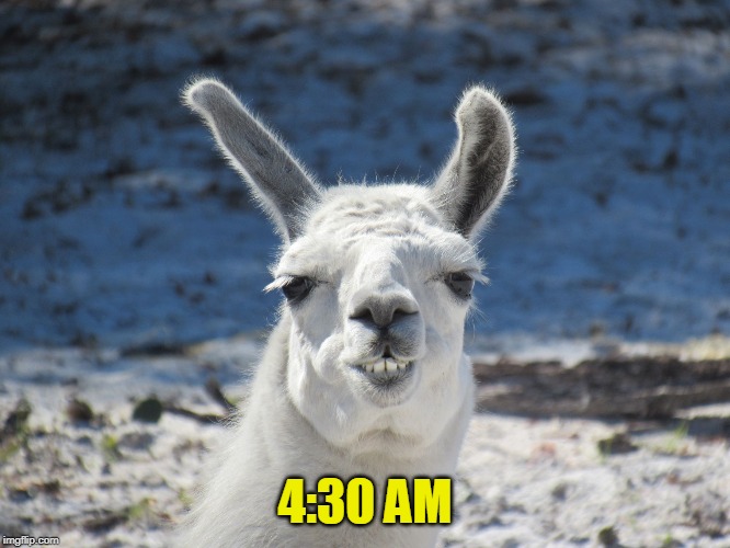 Derp | 4:30 AM | image tagged in derp | made w/ Imgflip meme maker