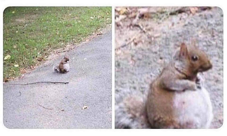 fat happy squirrel Blank Meme Template