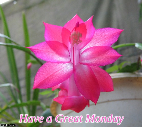 Have a Great Monday | Have a Great Monday | image tagged in memes,flowers,good morning,good morning flowers | made w/ Imgflip meme maker