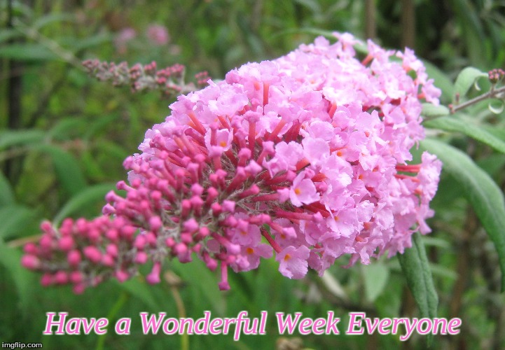 Have a Wonderful Week Everyone | Have a Wonderful Week Everyone | image tagged in memes,flowers,good morning,good morning flowers | made w/ Imgflip meme maker