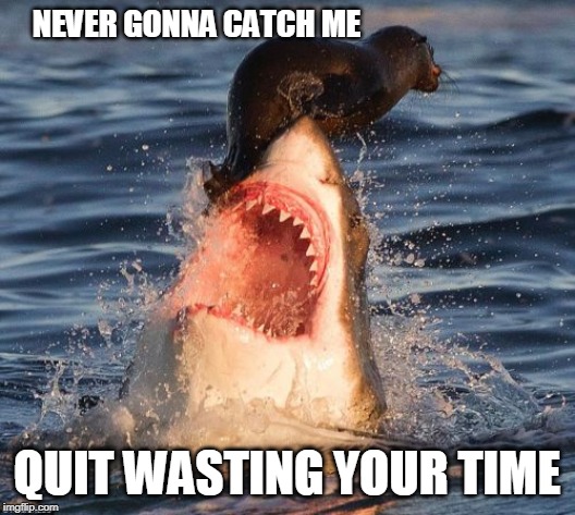 Travelonshark Meme | NEVER GONNA CATCH ME; QUIT WASTING YOUR TIME | image tagged in memes,travelonshark | made w/ Imgflip meme maker