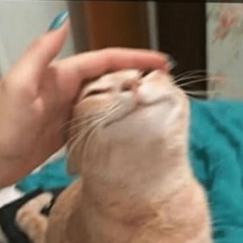 Cat Stroke Blank Meme Template