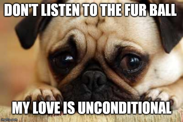 Sad Dog | DON'T LISTEN TO THE FUR BALL MY LOVE IS UNCONDITIONAL | image tagged in sad dog | made w/ Imgflip meme maker