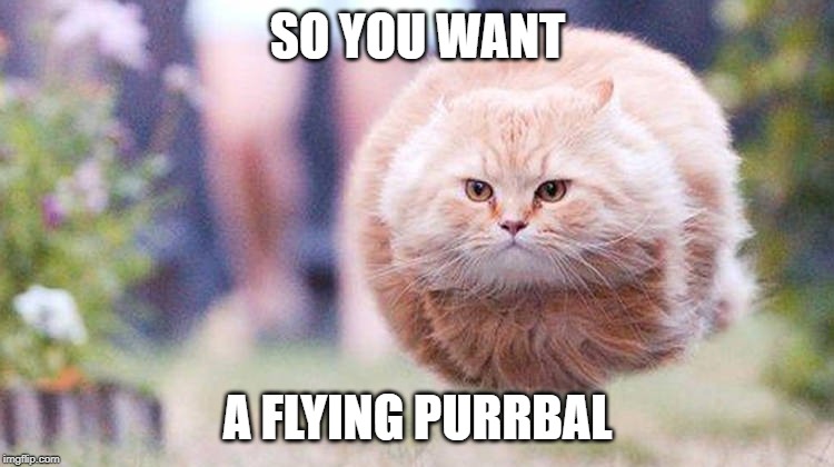 SO YOU WANT; A FLYING PURRBAL | image tagged in cat,purr,flying,funny memes | made w/ Imgflip meme maker
