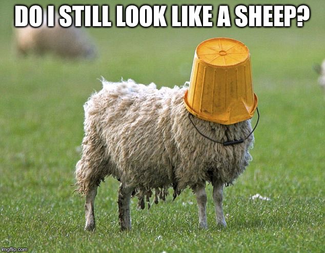 stupid sheep | DO I STILL LOOK LIKE A SHEEP? | image tagged in stupid sheep | made w/ Imgflip meme maker