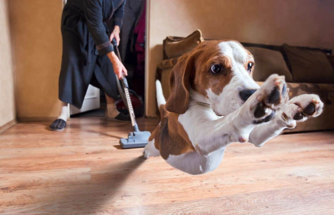 Vacuum Dog Blank Meme Template