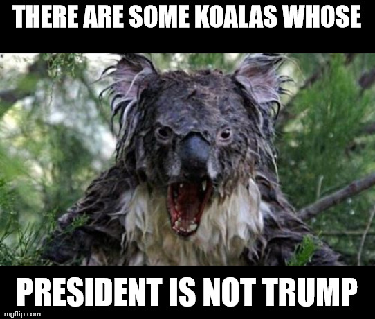 Angry Koala Meme | THERE ARE SOME KOALAS WHOSE; PRESIDENT IS NOT TRUMP | image tagged in memes,angry koala | made w/ Imgflip meme maker
